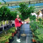 Vavrínovec lekársky (Prunus laurocerasus) ´NOVITA´ - výška 150-180 cm, obvod kmeňa 10/12 cm, kont. C35L (-22°C) NA KMIENKU